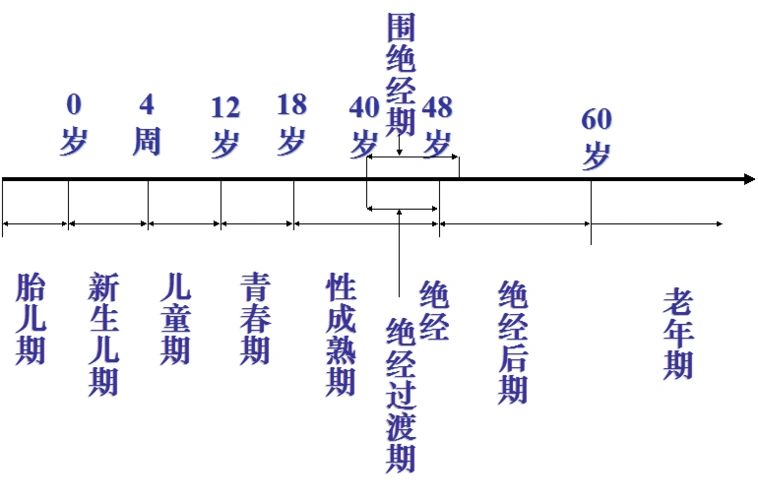扁平型 女性生殖系统生理 妇女一生各阶段的生理特点(各期无截然界限)