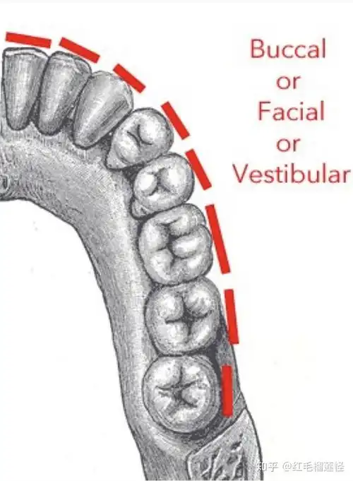 留学生活—看牙医常用词汇