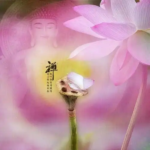 我是佛前的一朵青莲美文