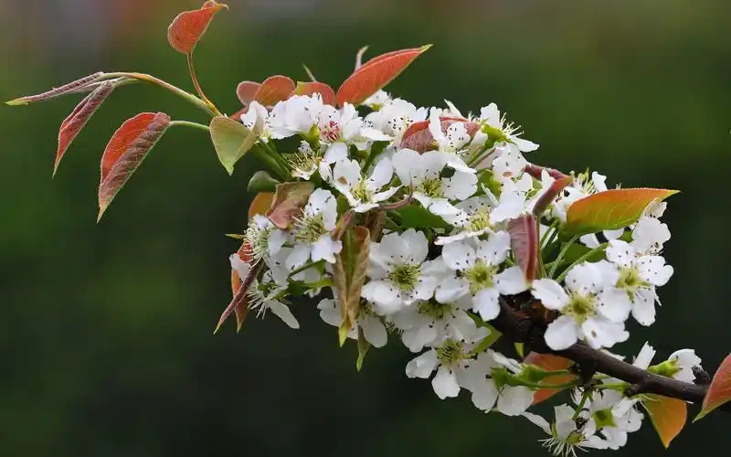 绽放的洁白梨花唯美风景图片桌面壁纸