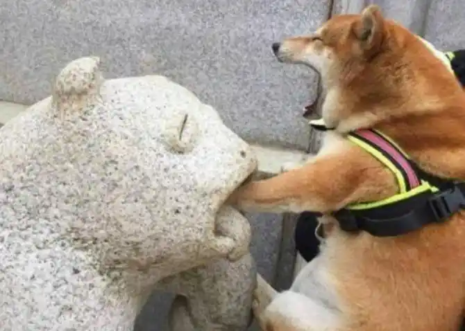 6种不同国家的「犬种对比」,俄罗斯的搞笑,还是中国的最帅