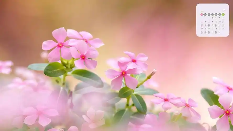 2020年7月唯美清新花朵日历,月历壁纸-回车桌面