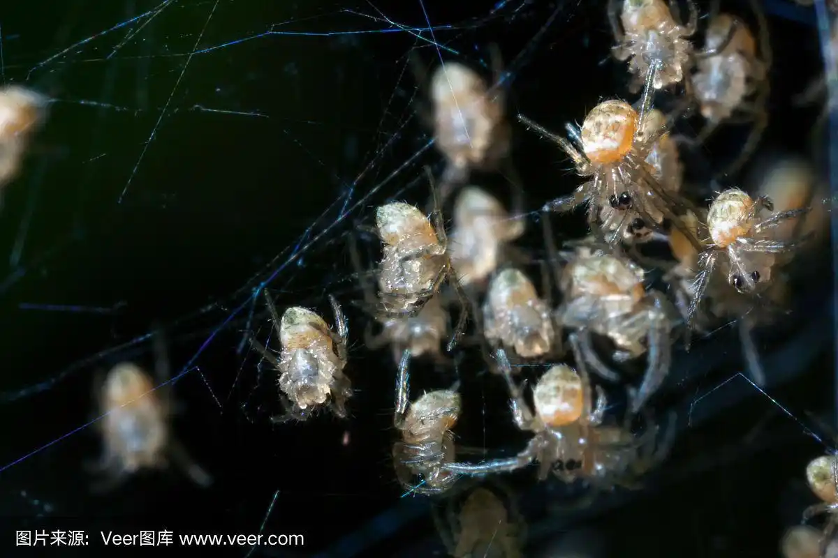 一群蜘蛛宝宝在巢中孵化,图像模糊