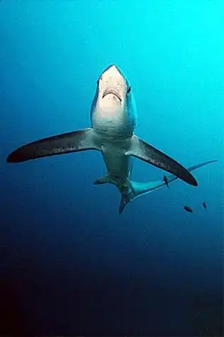 浅海长尾鲨(学名: i>alopias pelagicus /i>)是长尾鲨科,长尾鲨属鲨鱼