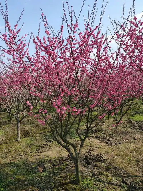 红梅树大量现苗出售