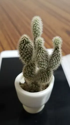 多肉世界 - 美篇