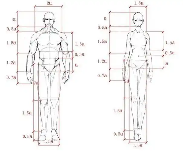 单位划分法 ,男女人体比例区别一目了然,男性的躯干支架呈倒等腰三角