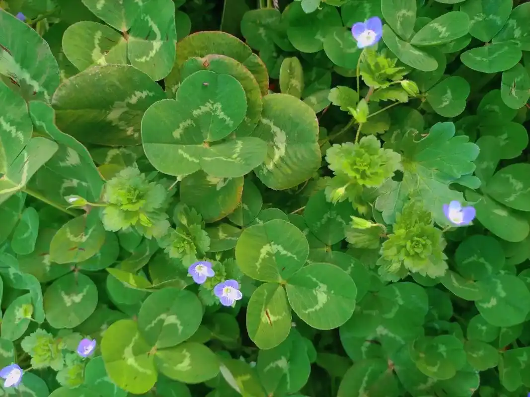 你知道四叶草92的寓意吗?四叶草又名"幸运草" 花语:"幸福 - 抖音