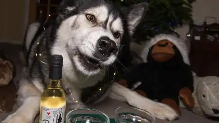 国外网红给自家哈士奇喂酒,喝醉的二哈太搞笑,网友:绝对纯种的!