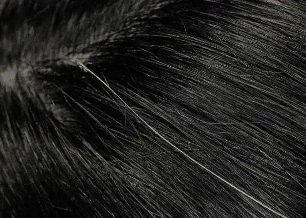 长了一根白头发配图