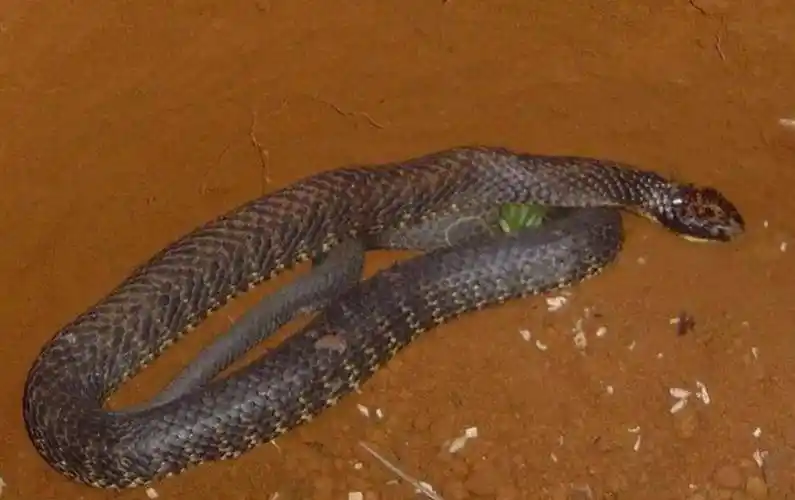 世界十大毒蛇排行