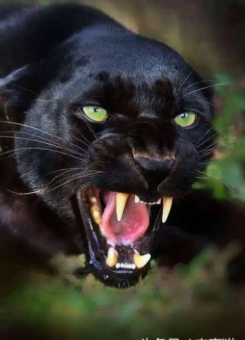 黑色_豹子_美洲豹