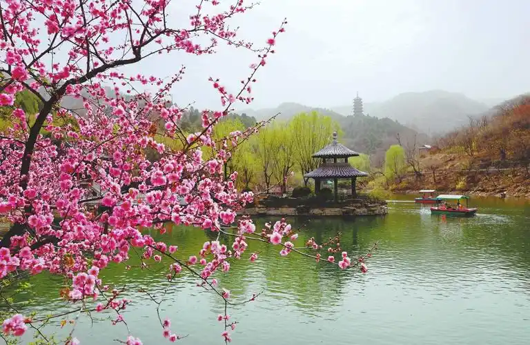 梅花妆山水花香醉其中红叶谷梅花节进入最佳观赏期