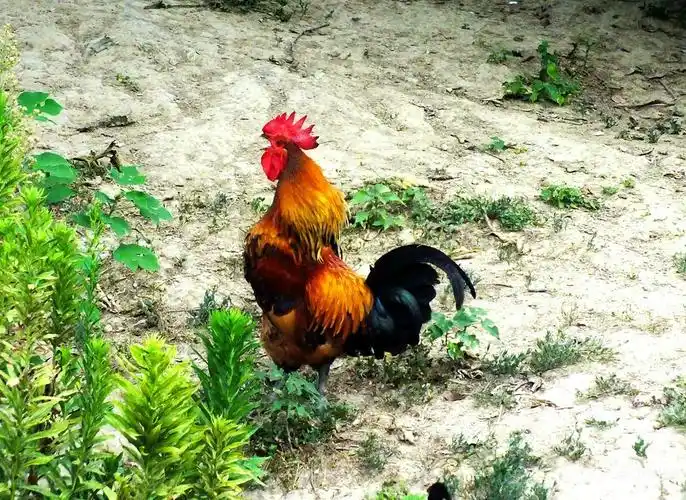 乡野记趣:威武雄壮大公鸡,群鸡觅食图,现在难得看到这个画面了|龙城