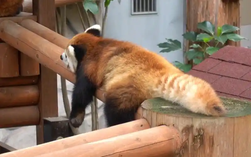 小熊猫日常:超可爱的趴趴.,好治愈!