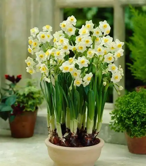 水仙花图片【水仙花图片大全大图】_万动力