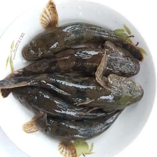 lism正宗沙塘鳢呆子鱼笋壳鱼小河生态塘鳢鱼土步鱼虎头鱼鲜活现杀呆子