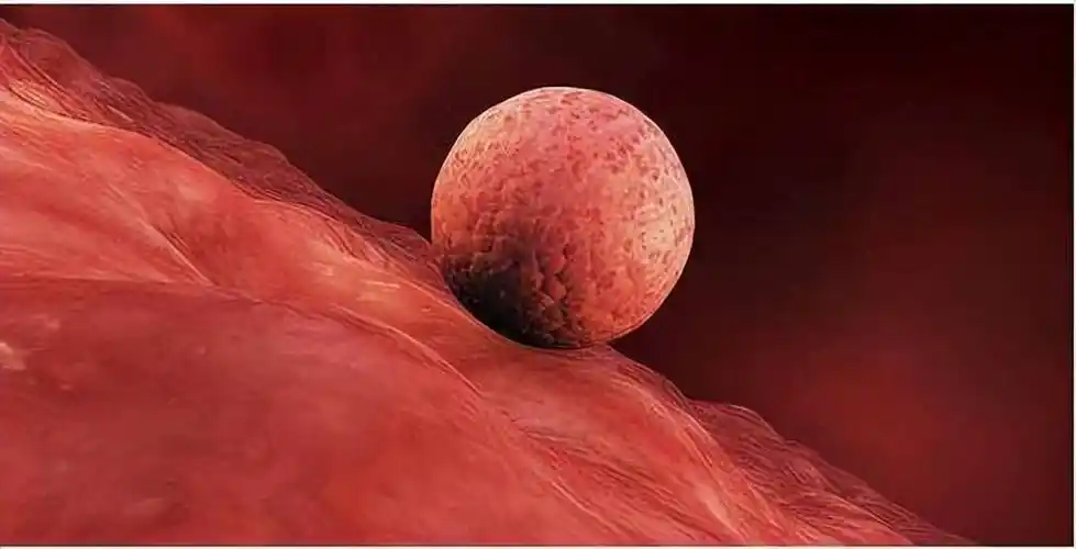 怀孕第一个月准爸妈应该做什么不应该做什么一次性说清