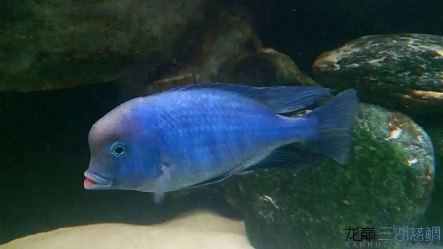 大头蓝茉莉 - 三湖慈鲷玩家 - 龙巅三湖慈鲷