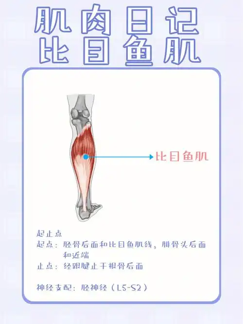 跖屈踝关节在3块小腿三头肌中,比目鱼肌的大小和位置居中