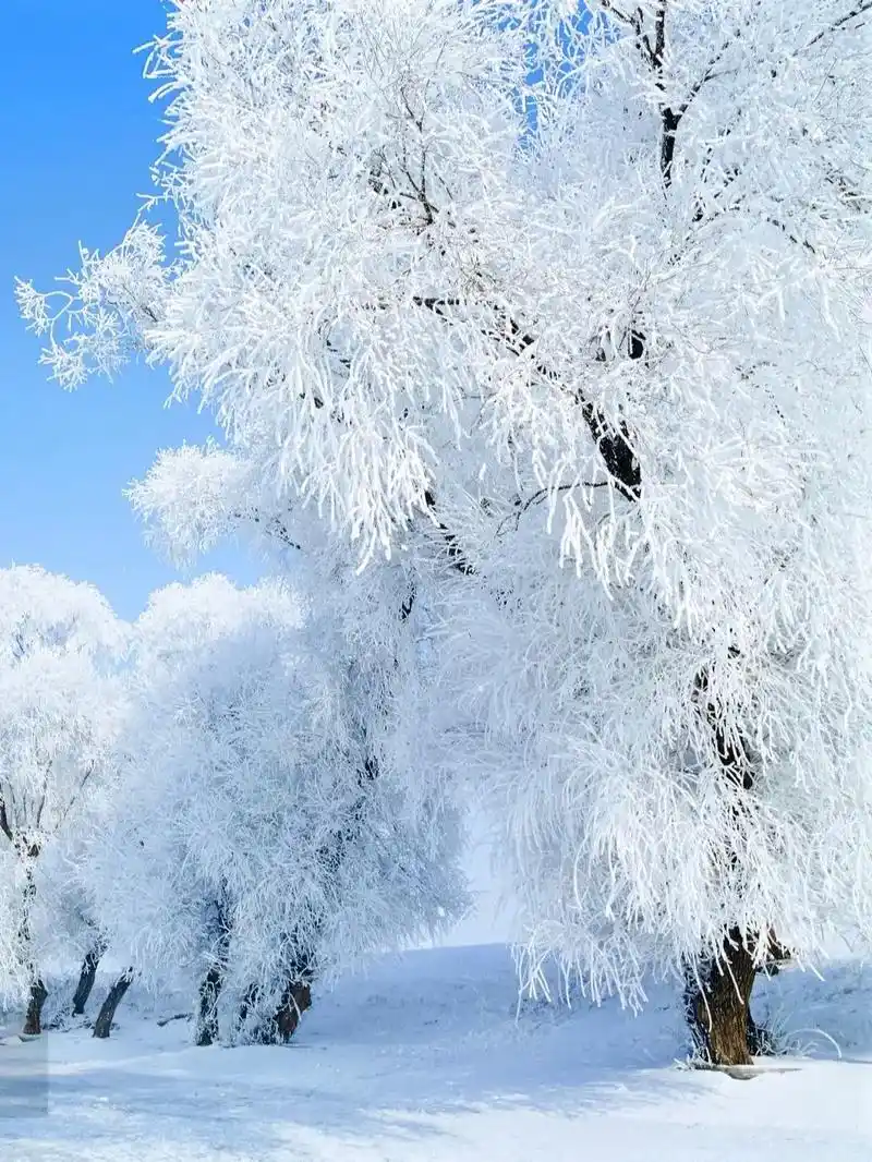 吉林雾凇岛|我心中的雾凇7615景观的天花板