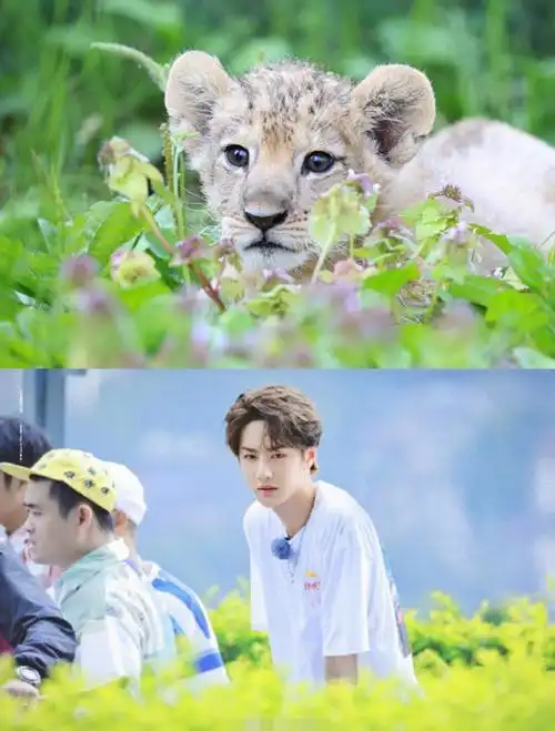 回顾撞脸动物的明星王一博还能忍看到易烊千玺简直是神似