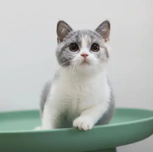 英短三花大眼甜妞冬雨