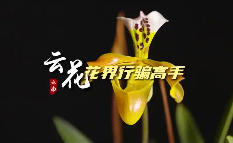 【走进云花】花界行骗高手:格力兜兰