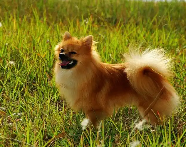 我想问问这是什么狗狗,急求_百度知道