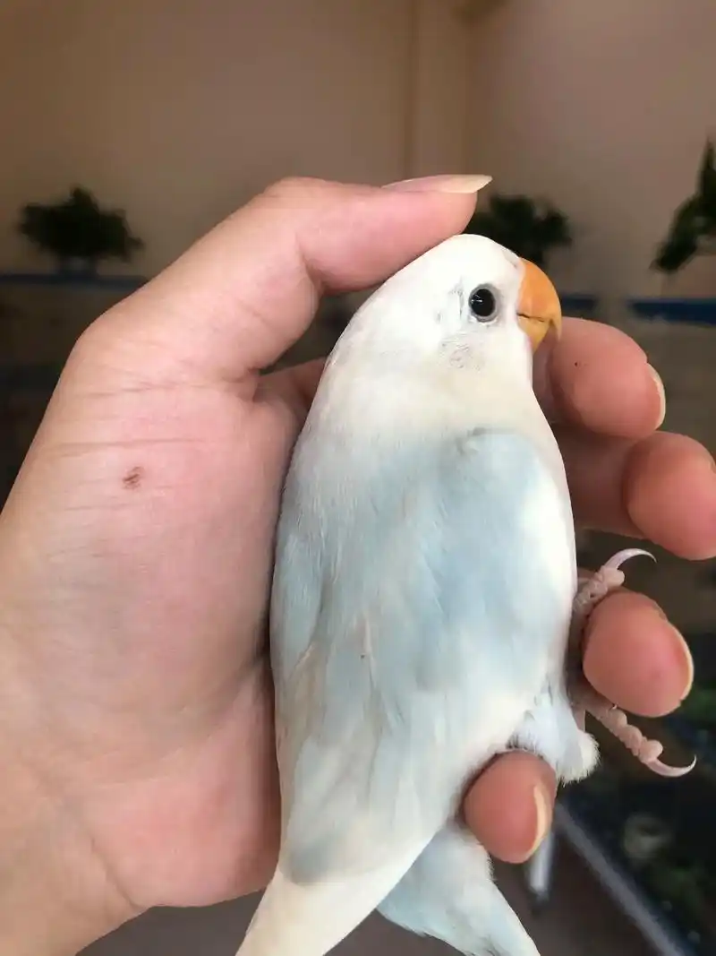 刚断奶的蓝薰派,蓝白色仙气十足#牡丹鹦鹉 #手养鹦鹉 - 抖音