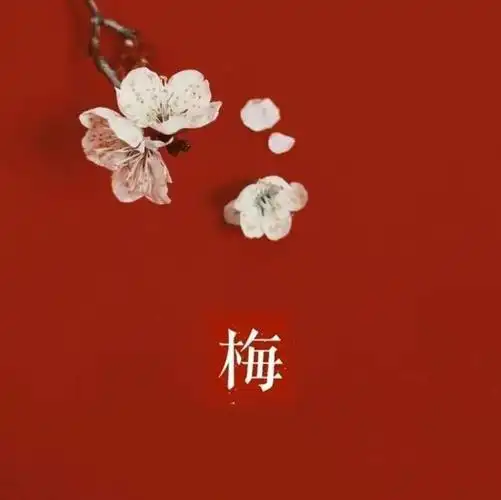 南京梅花节赏梅景点(共赴良辰梅景)(6)