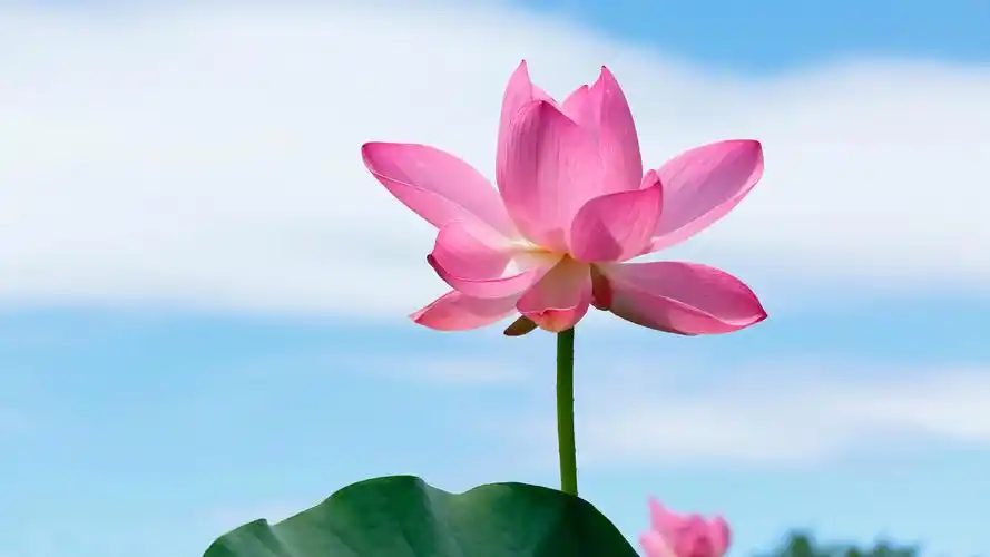 莲花瓣,叶子,天空,莲花高清电脑桌面壁纸