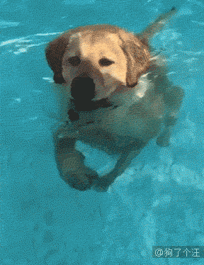 爆笑动态图:尼玛,看晕了.慎点(第1440期)