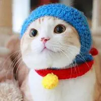 调皮是小猫的天性调皮个性可爱小猫咪卖萌头像图片