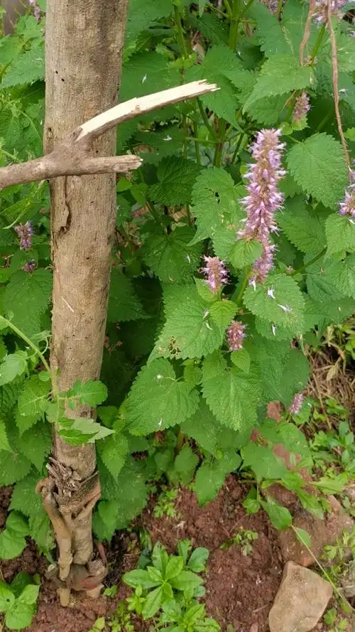 我的百草园野生原生态薄荷我们有三种薄荷品种,种植基地有2.