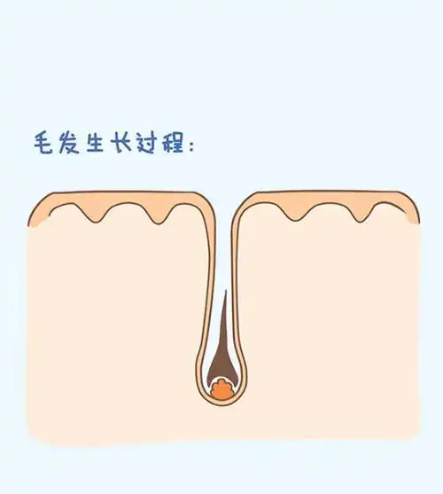 健康的毛囊应该是这样的