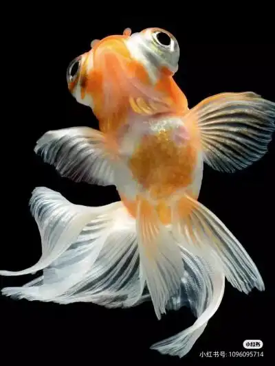 堆糖金鱼 - 堆糖,美图壁纸兴趣社区