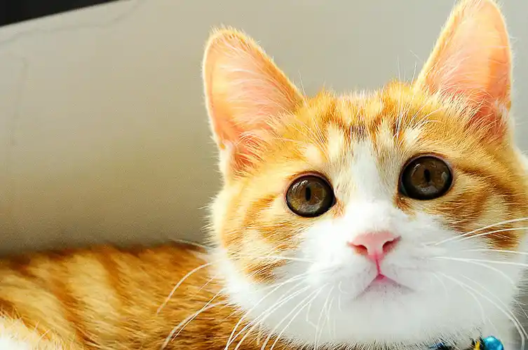 犯错被关门外,橘猫秒切小可怜模式,奥斯卡欠你一座小金人!