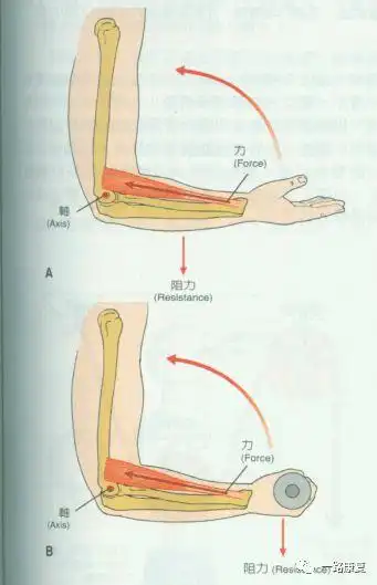 其产生的力是为了阻止手臂的落下速度,视为阻力,杠杆类型从第三类杠杆