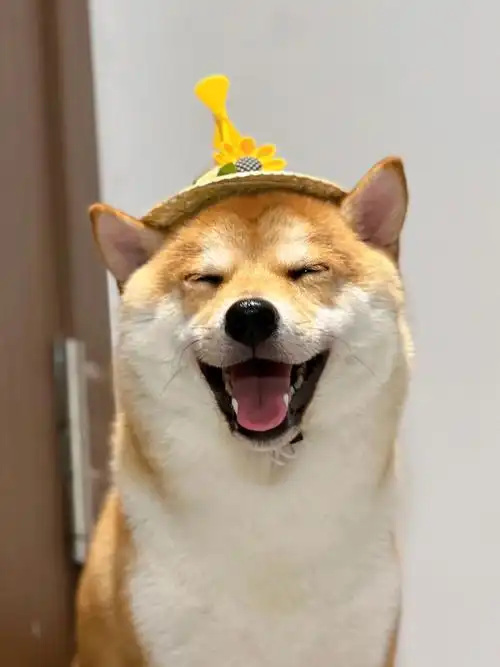 狗狗微笑攻势来袭