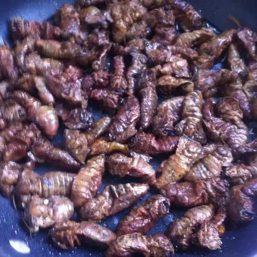 干煸东北蛾,富含蛋白质,营养价值极高,太香了