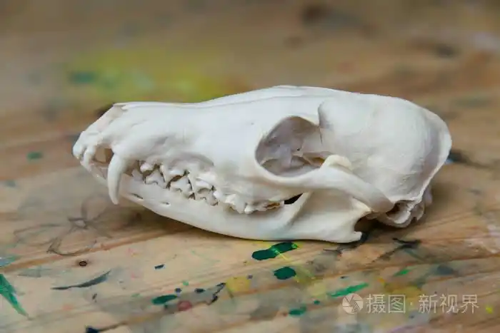 头骨狐狸躺在一张木桌上彩色的油漆渍丙烯酸和水彩工作场所的艺术家