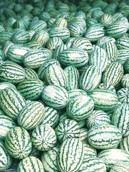 来自2000公里的石缝瓜