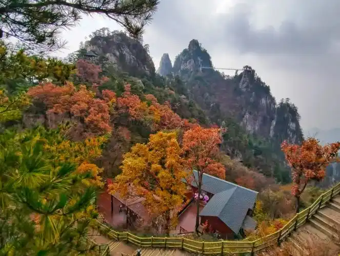 南阳老界岭彩林迎最佳观赏期|央视|老界岭|秋色_新浪新闻