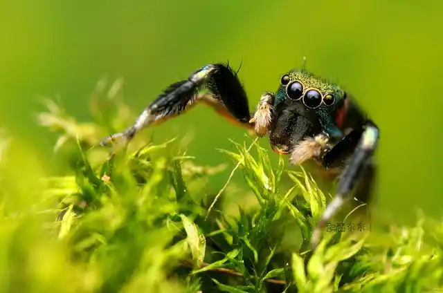 谈到蜘蛛,可能在大多数人的印象中,它们是昆虫五毒之一,全身长毛,唾液