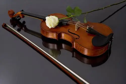 玫瑰,小提琴,乐弓,特写