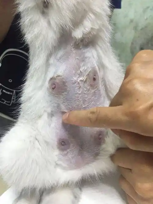 乳腺炎一般是与乳汁长期分泌过度或猫咪生活环境差有关,急性乳腺炎大
