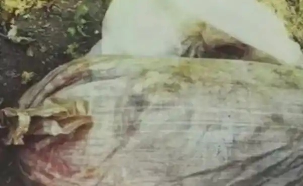 天涯十大灵异事件南大碎尸案与黑弥撒