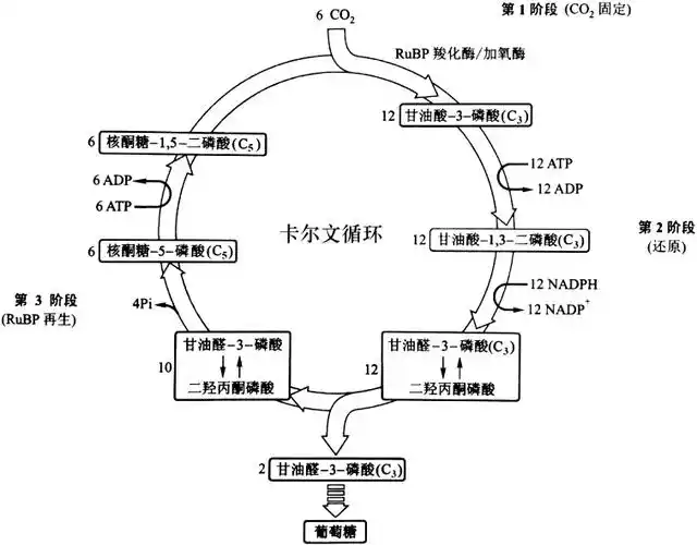 卡尔文循环又称光合碳循环也称为光合反应的暗反应碳以二氧化碳的形态