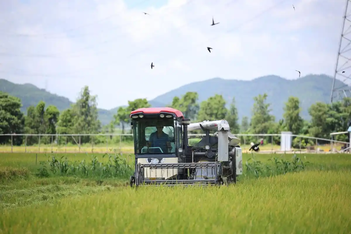 宝藏壁纸|田园风,高级感,藏在斗门丰收的田野上